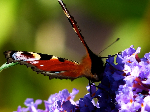 The butterfly effect